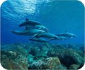 Coastal Shoreline Waves Sandy Beach Theme Mouse Pad Mat Mousepad for Desk Computer Laptop PC Gaming Home or Office Gift (Dolphin Underwater MP20)